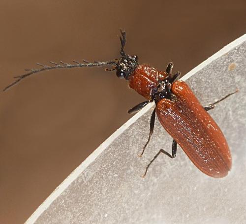 Réf. 228 995 : Denticollis rubens